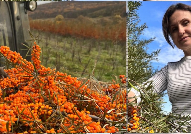 Silvia Stoica: „Am revenit acasă să investim în cătină. IFAD ne-a ajutat să trecem la alt nivel”