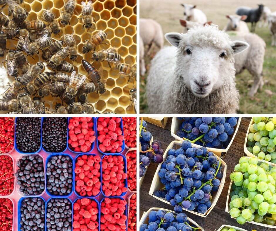 O noua rundă de instruiri pentru tinerii antreprenori, beneficiari ai Programelor IFAD.