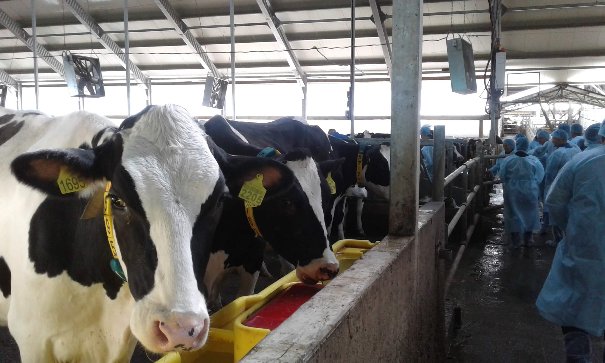 Vizita de studiu a membrilor Asociației Fermierilor-Producători de Lapte în Ucraina.