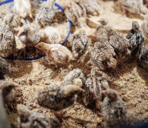 Natalia și Ion Mălai: Cu susținerea IFAD afacerea noastră și-a triplat vânzările