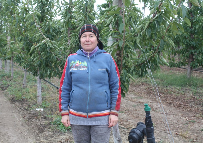 Viorica Ostafeiciuc: „Reveniți din străinătate, am investit într-o livadă de cireș. IFAD ne-a ajutat să ne dezvoltăm fără să stagnăm”