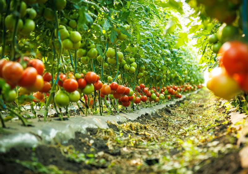 Ion Jitari, tânăr legumicultor-beneficiar IFAD: „De trei ani creștem legume fără pesticide. Controlăm totul de la distanță, datorită digitalizării”