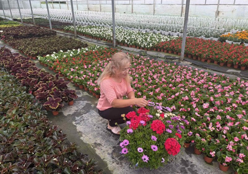 O afacere care înflorește la sat: 30 de soiuri de flori crescute cu pasiune și sprijinul IFAD